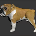 Cute Brown And White Bulldog Doll With Realistic Design Standing For Home Decoration