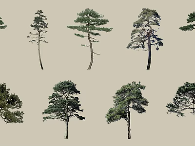 Various Arbor Trees With Different Shapes Green Foliage And Tall Trunks 3d model