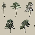 Various Arbor Trees With Different Shapes Green Foliage And Tall Trunks 3d model
