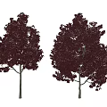 Two Deep Red Leaf Trees with White Trunks and Lush Foliage