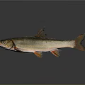 Realistic Silver Orange Fish with Detailed Fins and Tail on Gray Reflective Background