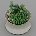 Lush Green Bonsai Potted Plant With Various Succulents White Ceramic Pot And Small Stones