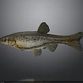 Realistic Fish Sculpture With Intricate Scales And Lifelike Fin Details