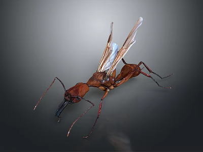 Winged Brown Ant With Detailed Body Structure On Gray Background Close Up View 3d model