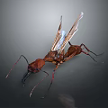 Winged Brown Ant With Detailed Body Structure On Gray Background Close Up View 3d model