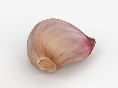 Single Fresh Garlic Clove With Light Brown And Purple Stripes Natural Texture Root End 3d model