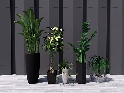 Bonsai Potted Plants In Various Types With Different Pots On Wooden Floor Against Gray Wall 3d model