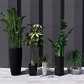 Bonsai Potted Plants In Various Types With Different Pots On Wooden Floor Against Gray Wall