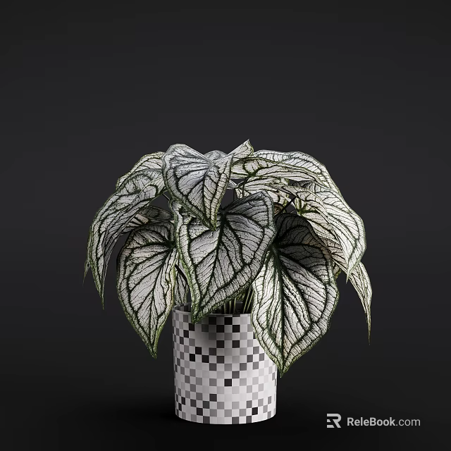 White And Green Veined Leaves Potted Plant In Black White Checkered Pot With Dark Background 3d model 