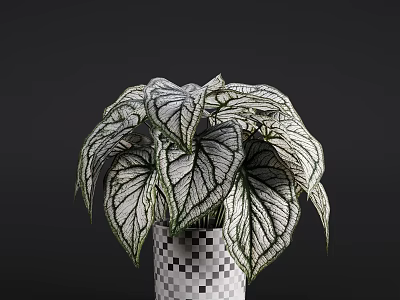 White And Green Veined Leaves Potted Plant In Black White Checkered Pot With Dark Background 3d model