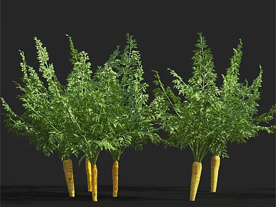 Fresh Carrot Bunches With Green Leafy Tops And Orange Roots On Black Background 3d model