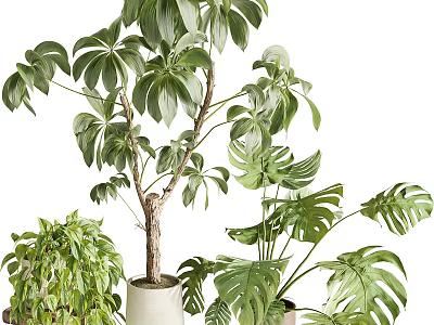 Indoor Green Plants Collection With Monstera Leaves And Schefflera In White Pots 3d model