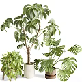 Indoor Green Plants Collection With Monstera Leaves And Schefflera In White Pots