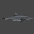 Realistic Dolphin 3D Model With Smooth Skin And Fin Details