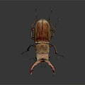 Stag Beetle With Large Red Mandibles And Brown Body On Dark Background Close Up View