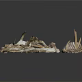 Animal Bones And Antlers Collection Displayed On Dark Background Surface