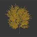 Golden Leafed Ginkgo Tree with Bright Yellow Foliage Against Dark Background