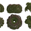 Various Shaped Decorative Shrubs With Colorful Foliage For Garden Landscaping