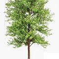 Modern Tree Landscape Tree 3d model