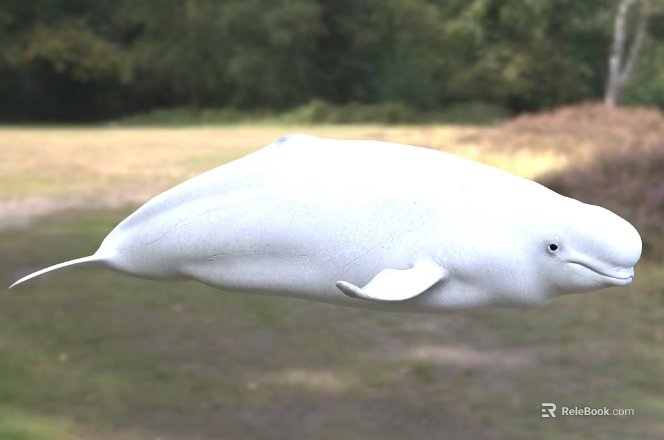 White Beluga Whale in Natural Outdoor Setting with Green Grass and Trees Background 3d model 