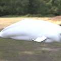 White Beluga Whale in Natural Outdoor Setting with Green Grass and Trees Background