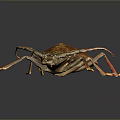 Reddish Brown Beetle With Long Antennae And Orange Legs On Dark Background
