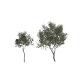 Lush Green Arbor Trees With Multiple Brown Trunks And Fresh Foliage In Natural Landscape