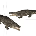 Two Realistic Aquatic Crocodiles Displaying Lifelike Skin Texture And Open Mouths