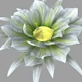 Stunning Vase Flower With Gray Green Petals And Yellow Center Design