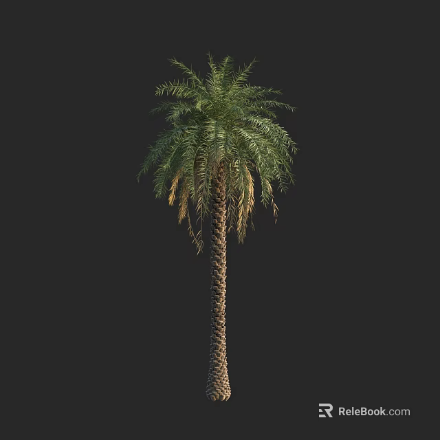 Tall Palm Tree With Single Trunk And Green Fronds In Natural Growth 3d model 