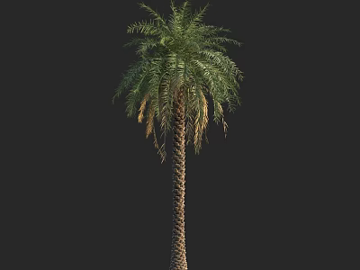 Tall Palm Tree With Single Trunk And Green Fronds In Natural Growth 3d model