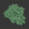 Lush Indoor Plant With Vibrant Green Leaves And Blue Decorative Base