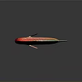 Vibrant Red And Green Discus Fish With White Spots Colorful Aquatic Animal
