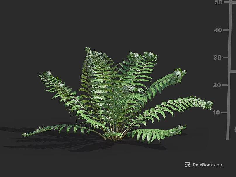 Vibrant Fern Plant With Lush Green Fronds Growing In Dark Background And Height Scale 3d model 