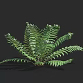 Vibrant Fern Plant With Lush Green Fronds Growing In Dark Background And Height Scale