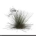 Two Clumps of Ornamental Grass with Slender Leaves and Spiky Tops on White Background
