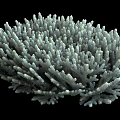 Aquatic Animals Inhabiting Branching Coral Structure Underwater Habitat