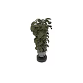Large Leaf Potted Plants In White Pots With Wooden Stands