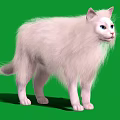 Beautiful White Long Haired Cat Standing On Green Background With Fluffy Fur