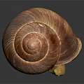 Shiny Reddish Brown Shell Snail With Yellow Body On Dark Background