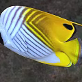 Bright Yellow And White Striped Tropical Butterflyfish With Black Markings Marine Aquatic Life