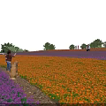 Scenic Flower Field With Orange And Purple Blooms Under Blue Sky White Clouds