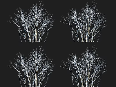 Four Bare Arbor Trees With White Trunks And Branches On Black Background 3d model