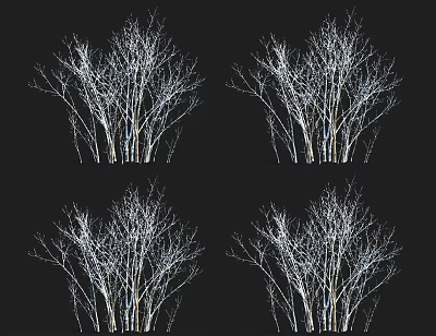Four Bare Arbor Trees With White Trunks And Branches On Black Background 3d model