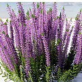 Blooming Purple Flowers With Long Stems And Fresh Green Leaves In Outdoor Garden