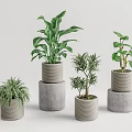 Bonsai Potted Plants With Various Greenery In Stacked Gray Pots And Minimal Background
