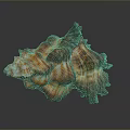 Aquatic Animal Conch Featuring Orange And Brown Spiral Shell With Detailed Texture Against Dark Background