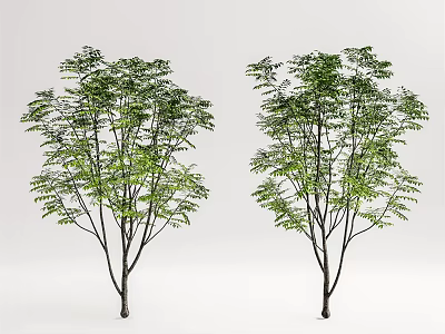 Two Arbor Trees with Slender Trunks and Lush Green Foliage Against White Background 3d model