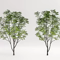 Modern Tree Landscape Tree 3d model