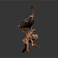 Modern Pheasant Birds 3d model